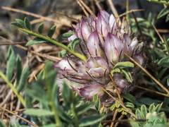 Astragalus nevadensis