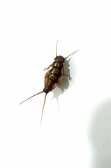Anacroneuria
