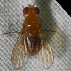 Neogriphoneura
