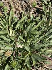 Pyrrocoma apargioides