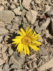 Pyrrocoma apargioides