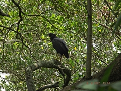 Buteogallus anthracinus