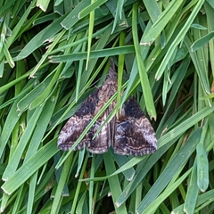 Hypena scabra