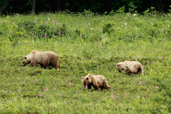 Ursus arctos beringianus
