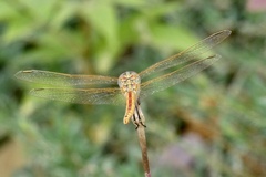 Sympetrum fonscolombii