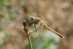 Sympetrum fonscolombii
