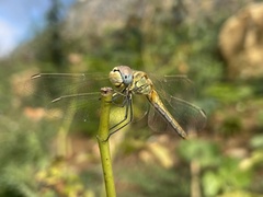 Sympetrum fonscolombii