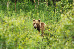 Ursus arctos beringianus