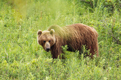 Ursus arctos beringianus