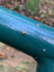 Dendryphantina