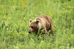 Ursus arctos beringianus