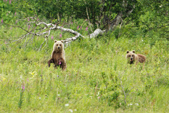 Ursus arctos beringianus