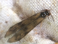 Mystacides longicornis