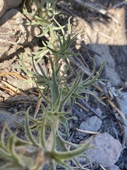 Castilleja pilosa