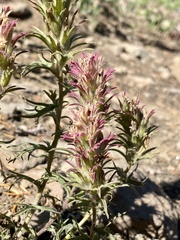 Castilleja pilosa