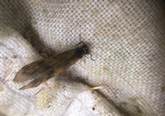 Mystacides longicornis