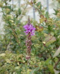 Lythrum salicaria