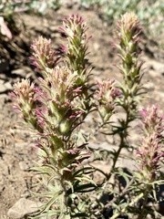 Castilleja pilosa