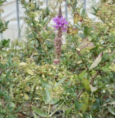 Lythrum salicaria