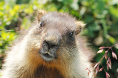 Marmota camtschatica