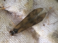 Mystacides longicornis