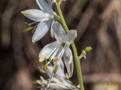 Anthericum baeticum