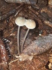 Mycena amicta