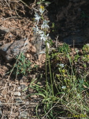 Anthericum baeticum
