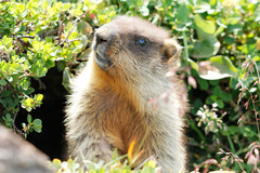 Marmota camtschatica