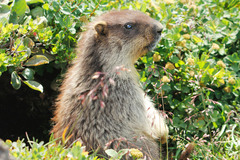 Marmota camtschatica