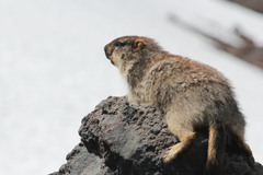 Marmota camtschatica