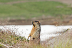 Marmota camtschatica