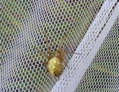Neoscona adianta