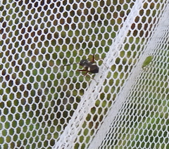 Dryophilocoris
