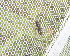 Dryophilocoris