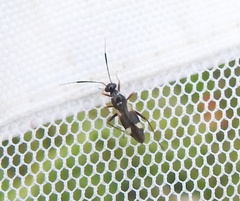 Dryophilocoris