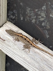 Anolis sagrei