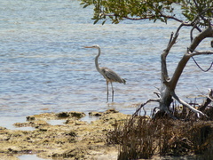 Ardea herodias occidentalis × wardi