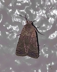 Caradrina clavipalpis