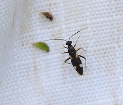Dryophilocoris
