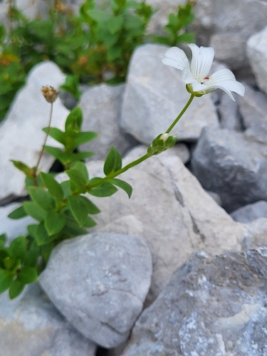 Image of Carinthian Mouse-Ear Chickweed (Cerastium carinthiacum) by (c) Jacek Pietruszewski, some rights reserved (CC BY)