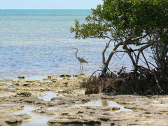 Ardea herodias occidentalis × wardi