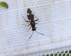 Dryophilocoris
