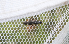 Dryophilocoris