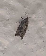 Endothenia quadrimaculana