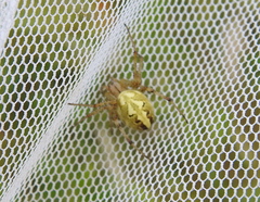 Neoscona adianta