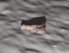 Tineola bisselliella