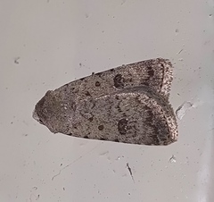 Caradrina clavipalpis