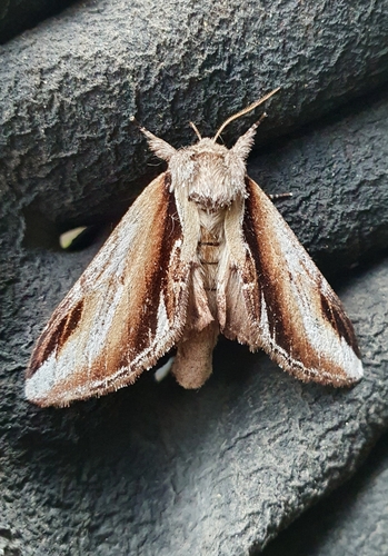 Lesser Swallow Prominent