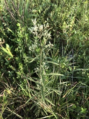 Eupatorium leucolepis